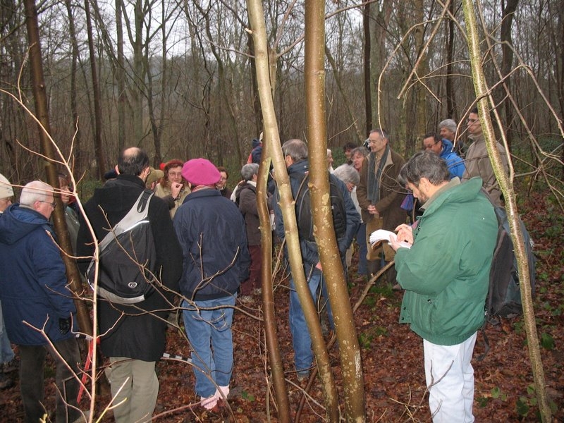 2006 Arbres remarquables 08